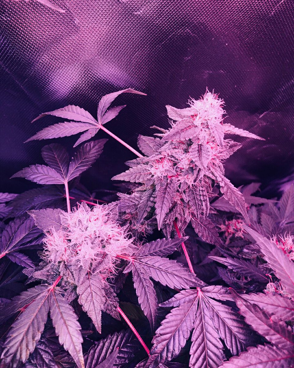 Mispectra's tweet image. 2 days later,we will build an Internal FB and IG groups,just for grower.If you are interested in,you can message us at first.waiting for uuuu.

mispectra.com