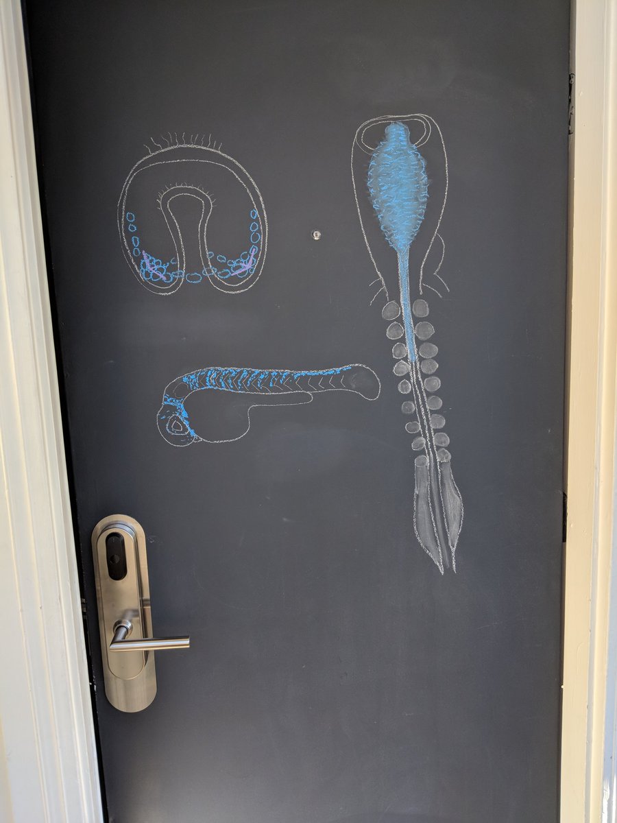 MikePiacentino's tweet photo. After an incredible #2018SDB, I spent a night where our hotel invited us to draw on our doors with chalk. Commemorating the occasion, I drew the three models I've used to study embryonic cell migration! Thank you, @___SDB___, and everyone that makes my job the best in the world! https://t.co/0B20O0Zd8K