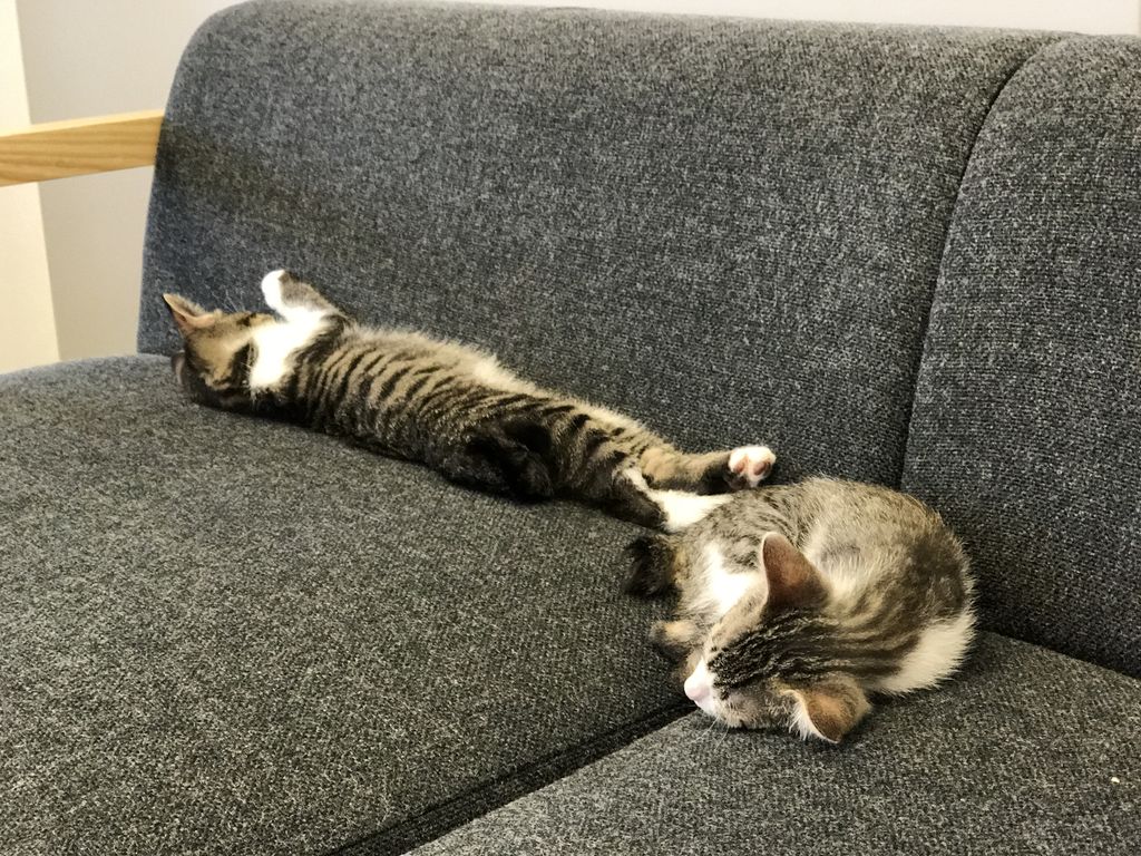 office_neko's tweet photo. ごろごろにゃん♪
#猫社員
#猫社長
#もふもふ
#ふわもこ部
#キジトラ
#のらねこ部
#ねこばか
#ねこら部
#にゃんこ
#ねこ好きさんと繋がりたい
#ねこ好きさんとつながりたい
#猫好きさんと繋がりたい
#猫好きさんとつながりたい https://t.co/C2brvMomfn