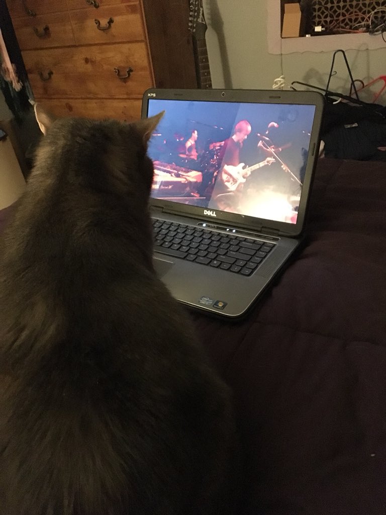 bugsgonephishin's tweet image. into this roggae opener #catcasting