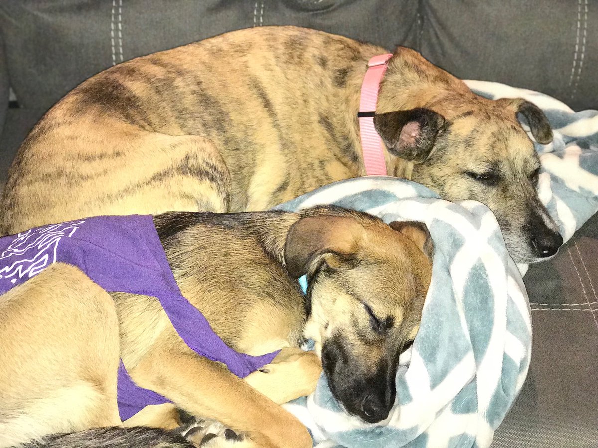 KateMielitz's tweet photo. Sleeping #sisters. #dogs #momofdogs #recovery #spay #thatwassupposedtobemyblanket #puppy #love https://t.co/xdAcINYfDL