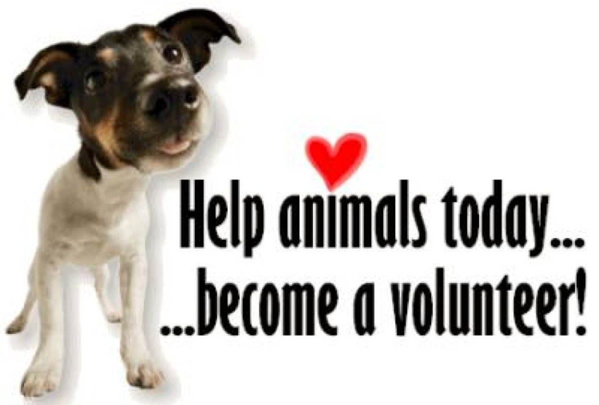 TiredDogRescue's tweet photo. As a rescue organisation, we can only function because of our dedicated volunteers. We also have never enough. :)
So if you'd like to be part of us as a volunteer, please don't hesitate to get in touch.
#volunteer #volunteersneeded #weNeedYou #MSGulfcoast #Biloxi #Gulfport https://t.co/bu313rxLuF