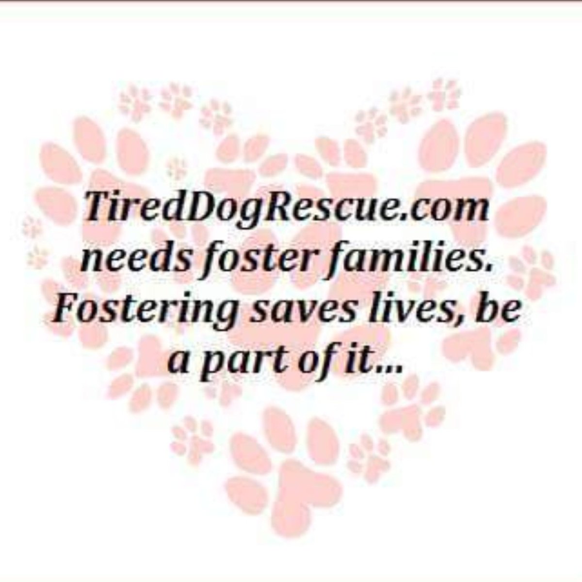 TiredDogRescue's tweet photo. #NewProfilePic
#rescue #rescueorganization #5013c https://t.co/cE02HOlmIN