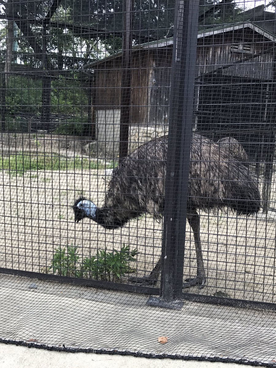 ジャパリパーカーみを禁じ得ない
カラカルさんのあくび撮れた 