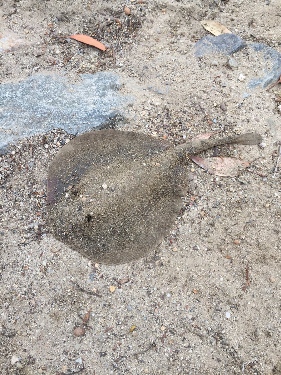 SouthOCSurffish's tweet photo. OC beaches getting tossed, dropped back to Dana Harbor for a few hours.  The marine layer kept it nice and cool on a hot day. Got a pair of skates and it still amazes me how they take 7/0 hooks. #surffishing #orangecounty #danapoint #socal #fishing https://t.co/HbI57j4qBZ