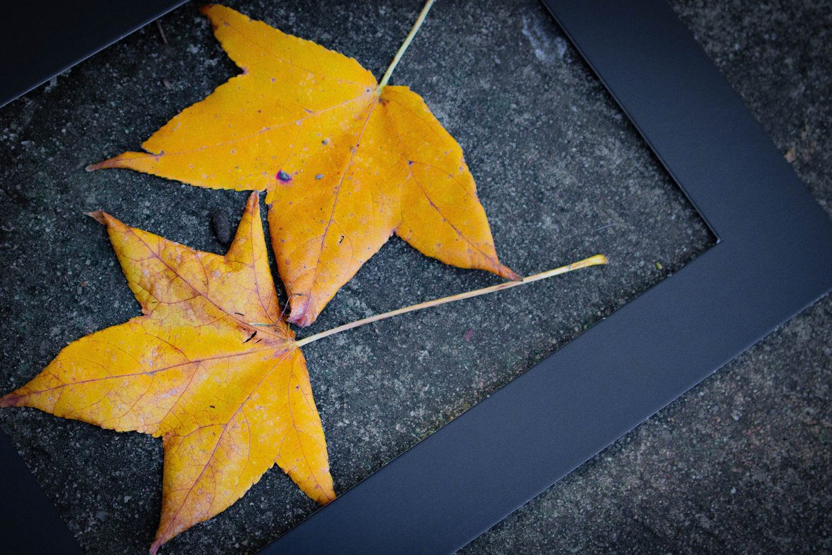 JasKMeier's tweet photo. Fallen Leaves
#HCIDMT https://t.co/YqpNVGgvxs