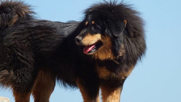 TailsLife's tweet photo. #DogTrivia #GiantBreeds like the #GreatDane and #Mastiff have a lot of #GrowingUp to do. Like #LargeBreeds, giant breeds must be on a specially formulated #diet to help them slowly and healthily grow to #adulthood, to prevent excessive #growth and serious #HeathIssues #TailsLife https://t.co/FWRACMb86m