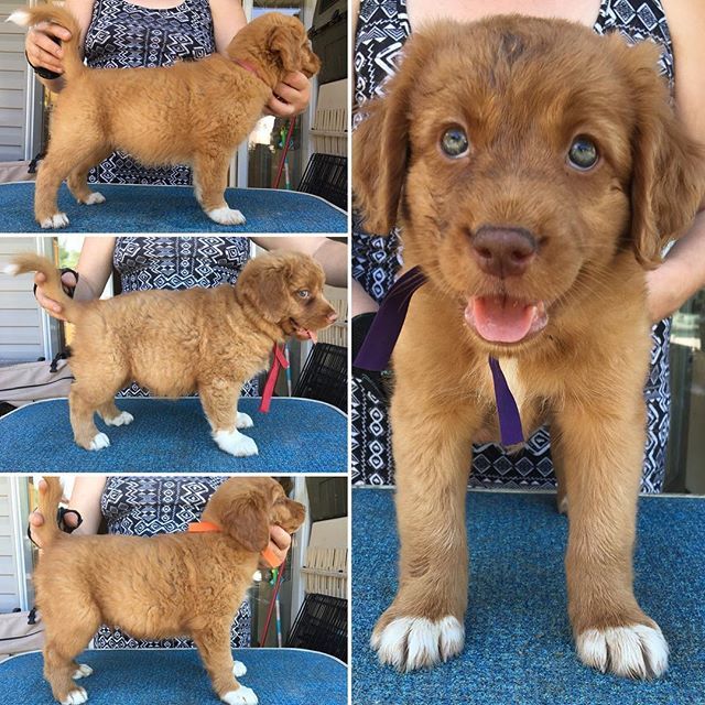 daintreetollers's tweet photo. Structural evaluations let us know which pups are bound for show homes and which will make great pets. Here are a few of the #happyhourlitter2018 stack photos. #stackphotos #daintreeducktollers #purebreddogs #nsdtr #tollersofinstagram #daintreeducktollers https://t.co/jB6t0r567e https://t.co/IgXlHRiXAG