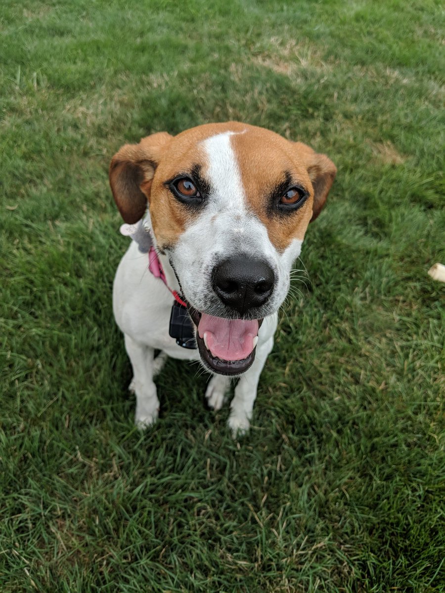 lovinhistory's tweet image. Happy Adoption day for Princess Molly Elizabeth. She has spent 2 years being a Jones! ❤️  #shegoteggsandapupcup
@APLSpringfield #adoptapuppy  @mitchjonesreal @jdjcpa7