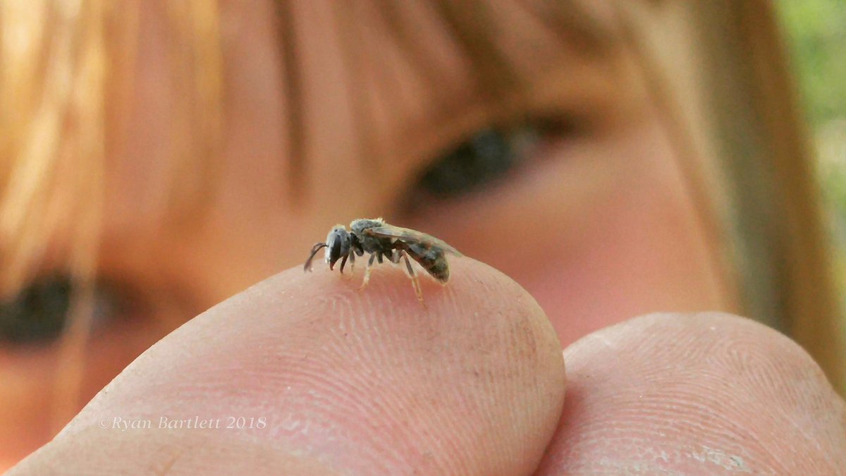 CoNativeBee's tweet photo. "The joy of looking and comprehending is nature's most beautiful gift."
#AlbertEinstein

#NativeBees #Pollinators #ColoradoNativeBee https://t.co/S1JSGkCsSa