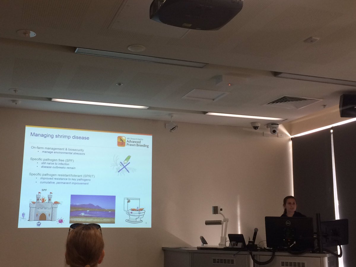 DrNayfa's tweet photo. #Prawns lack an adaptive immune system, so traditional vaccinations against disease won't work on them. @TansynNoble says we can use #selectivebreeding to select disease resistant prawns to solve this! @CSTFA_JCU @Advanced_prawn #CSTFA_JCUResearch @jcu #precompletion #AlmostAPhD https://t.co/zfpn2Bq7qM