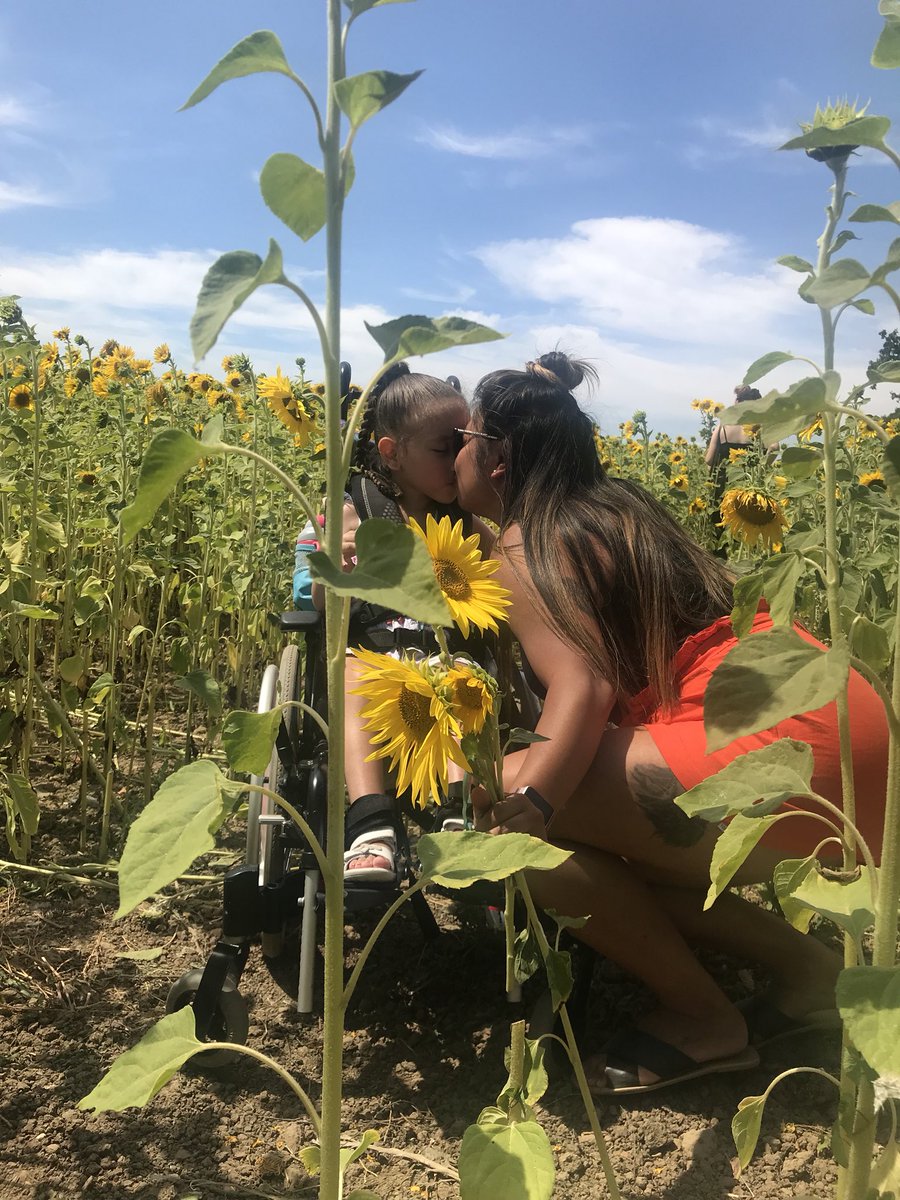 MightyMalaya's tweet photo. SCHOOLS OUT FOR SUMMER!🌻1st day of summer holidays&amp;we went to the sunflower fields in Hayling Island, was so lovely!We manage to get lovely pictures then went to see the baby cows in a near by cafe! #SunflowerFields #SummerHolidays2018 #CpPrincess #MightyMalaya💚 @TreeofHopeCC https://t.co/1v0LJ2DpgG