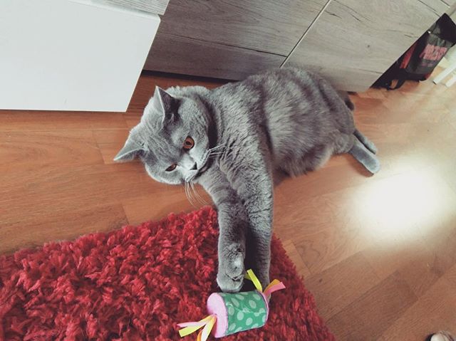 RonaldAndMarley's tweet photo. 🐏🐑Little lamb🐐😂 #floor #sleep #lamb #cat #relax #superpose #meow #paws #likes4like #followforfollowback #cats_of_instagram #catsofworld https://t.co/3XanerZP5A https://t.co/qz39ODYXRW