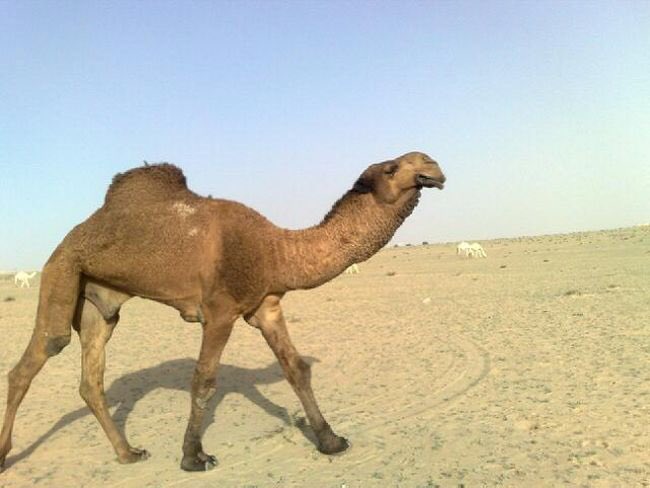 lilililmlililil's tweet photo. تحدي صباحي 😂😂😂
:
اذا تشوف ان هالبعارين :
:
باكستانيات ابو نسافه سو رتويت
:
واذا تقول انهن بات��يات سو تفضيل
: https://t.co/nd1mOzrvWH