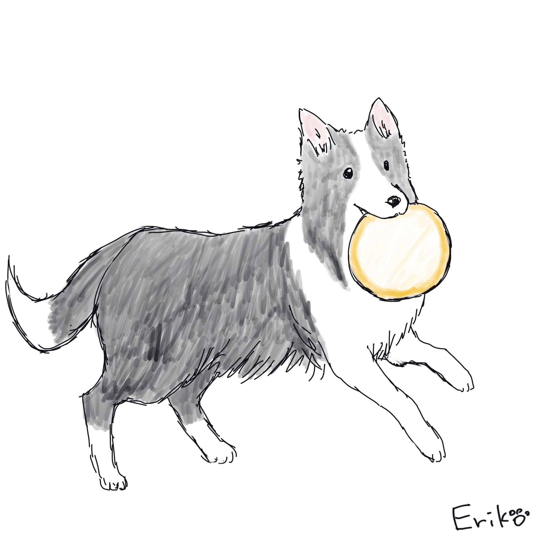 Eriko S Dog Cat Sketch ボーダーコリー コリー いぬ 犬 イラスト 犬イラスト Bordercollie Collie Dog Applepencil Procreate Illustration 犬の絵 わんこ イラスト わんこの絵 Dogillustration T Co Hcgpf5z3ww Twitter