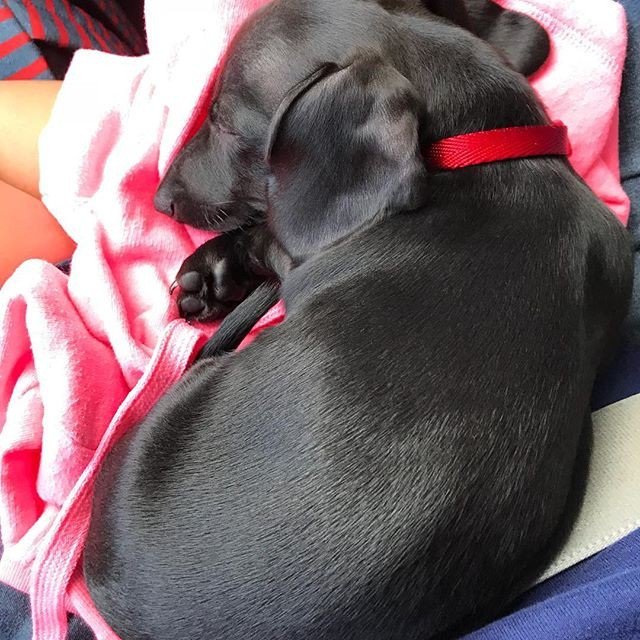 Mom says we have to go buy school supplies for my two sisters today. I guess I’ll take a nap in the car. ✏️ #misodoxie . . 
#minaturedoxie #featuremydach #puppy #miniaturedachshund #minaturesausagedog #sausagedogpuppy #minaturesausagedogpuppy  #doxie… instagram.com/p/Blrsg3pAxLm/