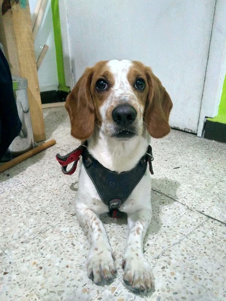 PERGAMIGOS's tweet photo. Perrito encontrado hoy en Santa María la Ribera frente a la alameda del kiosco Morisco, #CDMX #PerrosPerdidos @PrrosPerdidosMX #PerrosEncontrados #PerrosPerdidosMX #doglover #Encontrado @perrososmx  #bassethound https://t.co/rYyyFdfhKi