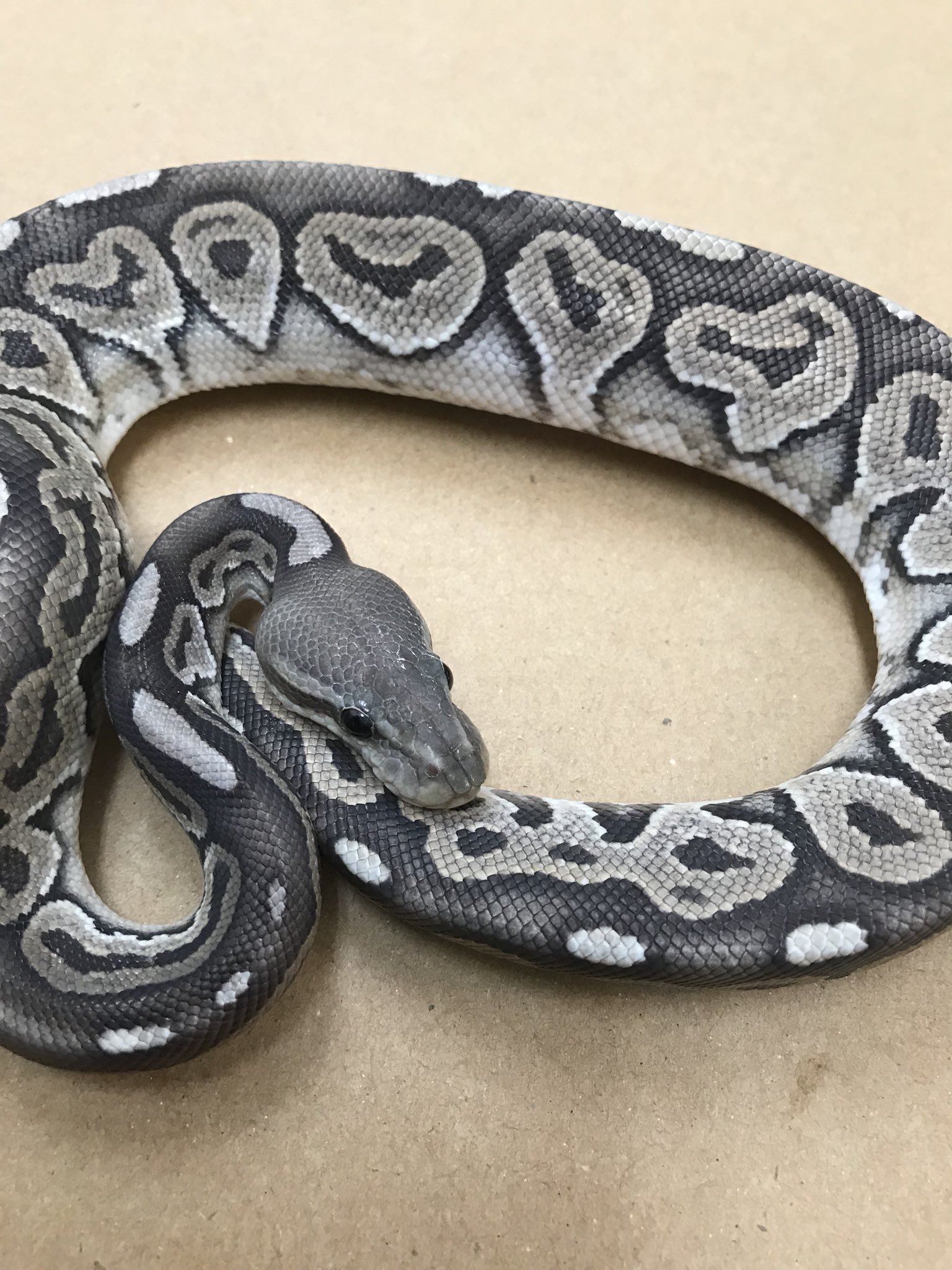 Kennyワイルドファミリー店 ボールパイソン シナモンゴースト オス 格安で販売します 円で販売します 普段は円で販売してます ボールパイソン 爬虫類好きと繋がりたい 爬虫類 お問い合わせお待ちしてます