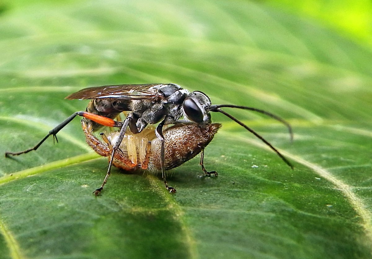 Tu Sais Pas Quoi On Twitter La Pompile Est Le Cauchemar Des Araignees Cette Guepe Se Pose Sur Une Araignee Lui Injecte Un Paralysant Avec Son Dard Lui Coupe Les