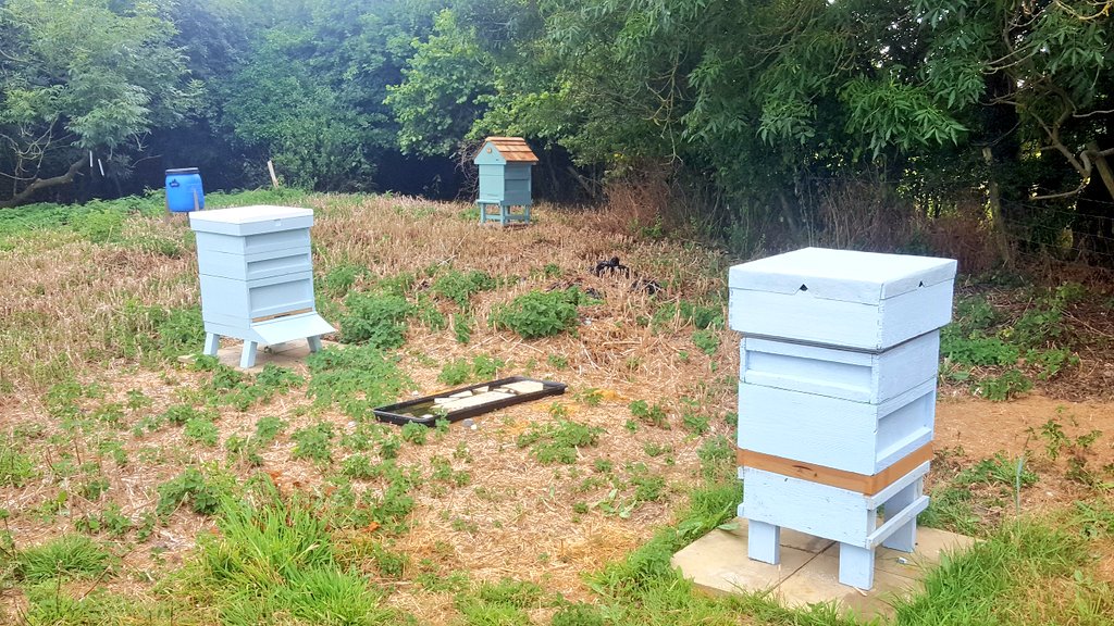 SDshepherd's tweet photo. So this morning @battlecroftfarm I made an early start taking advantage of the cooler morning's to many play with bees.... I am the accidental #beekeeper here on the #southdowns ... bit more tricky to count  than sheep tho .... !! https://t.co/OMIJQsZWzs