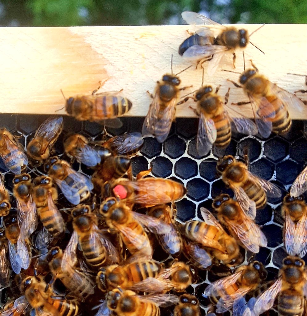 SDshepherd's tweet photo. So this morning @battlecroftfarm I made an early start taking advantage of the cooler morning's to many play with bees.... I am the accidental #beekeeper here on the #southdowns ... bit more tricky to count  than sheep tho .... !! https://t.co/OMIJQsZWzs