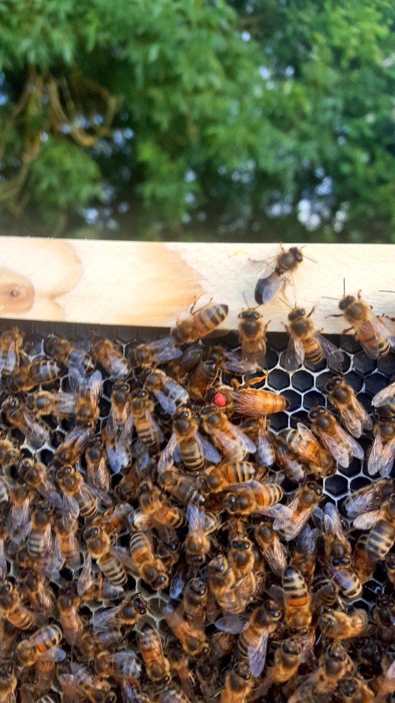 So this morning <a href="/battlecroftfarm/">Battle Croft Farm</a> I made an early start taking advantage of the cooler morning's to many play with bees.... I am the accidental #beekeeper here on the #southdowns ... bit more tricky to count  than sheep tho .... !!