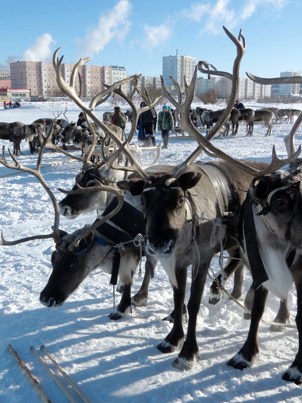 день оленевода на ямале. тундра в тазовском. день оленевода салехард 2023. праздник народов севера новый уренгой. ненцы ямала день оленевода.
