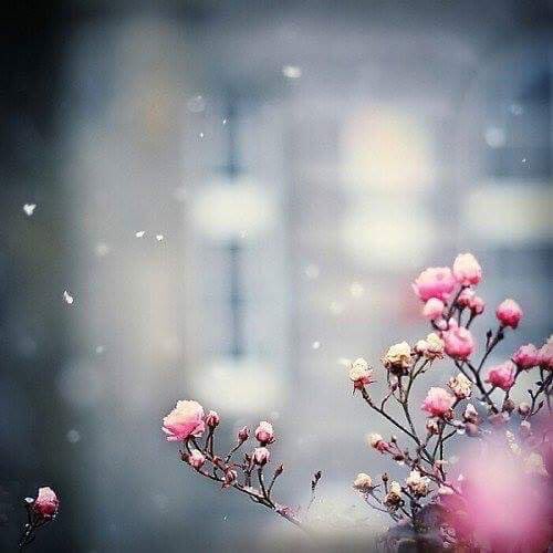 fadetk678's tweet photo. مساء الورد .. 🌸💜 https://t.co/8XTxVmbGrT