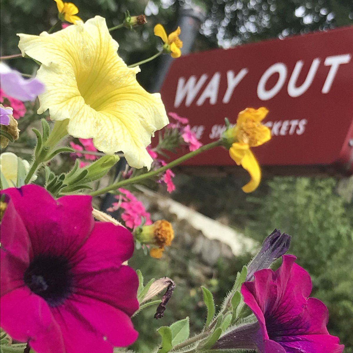 WorthValley's tweet photo. Another scorcher!
Britainโs smallest working station is looking lovely! Such a lovely place to escape from the hustle and bustle of town life!
#damems #smalleststation #kwvr #keighleyinbloom #flowers https://t.co/UAj1F5ncfL