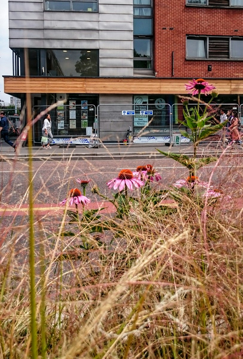 Echinacea and new larch cladding <a href="/EighthDayVeg/">On The Eighth Day Cafe & Shop</a> The sun is out and things are looking BLOOMING MARVELOUS on Oxford Rd #bioforce #echinacea #greeningthecity 🌺🌺🌺🌻🌻🌻🌸🌸🌸😍