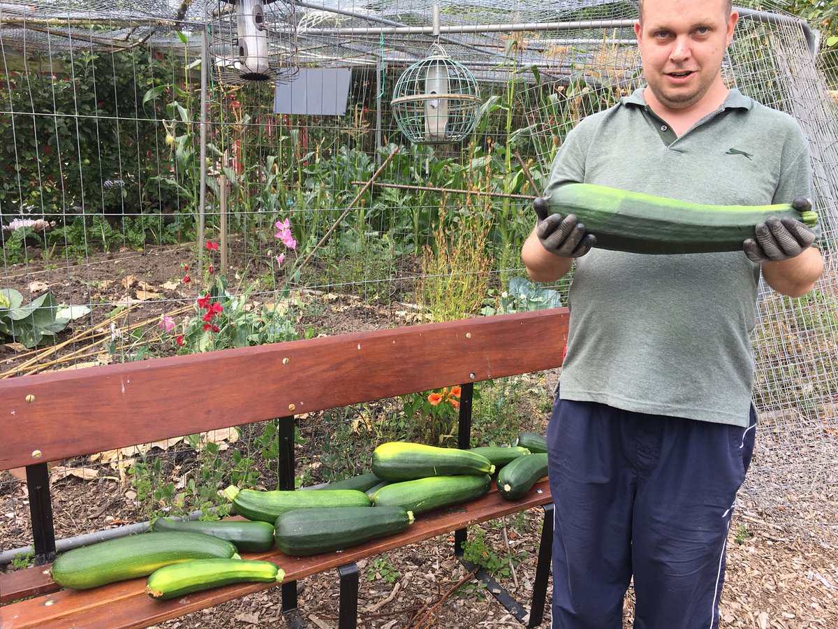 Large courgette, anyone? It’s all happening at ‘gardening for all’ Whitby Park allotments. Join us! Thursdays at 10am because gardening is good for you! @merseyforest @AC_Activators @nature4health