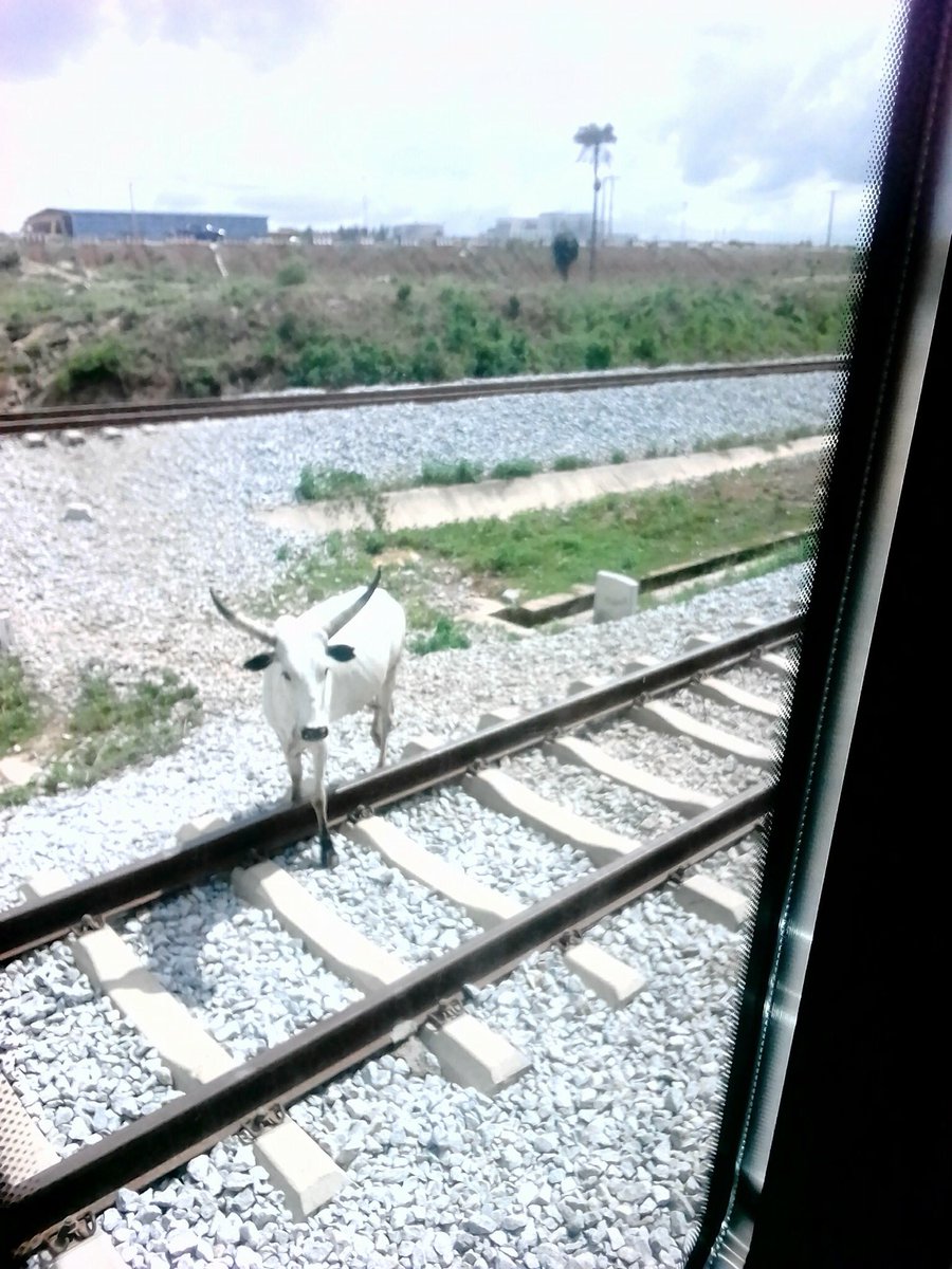 DikeSir's tweet photo. NATION COWED BY COWS 
On my way to Abuja Airport,this is what we encountered on the rail track. https://t.co/ixOeV9ExBR
