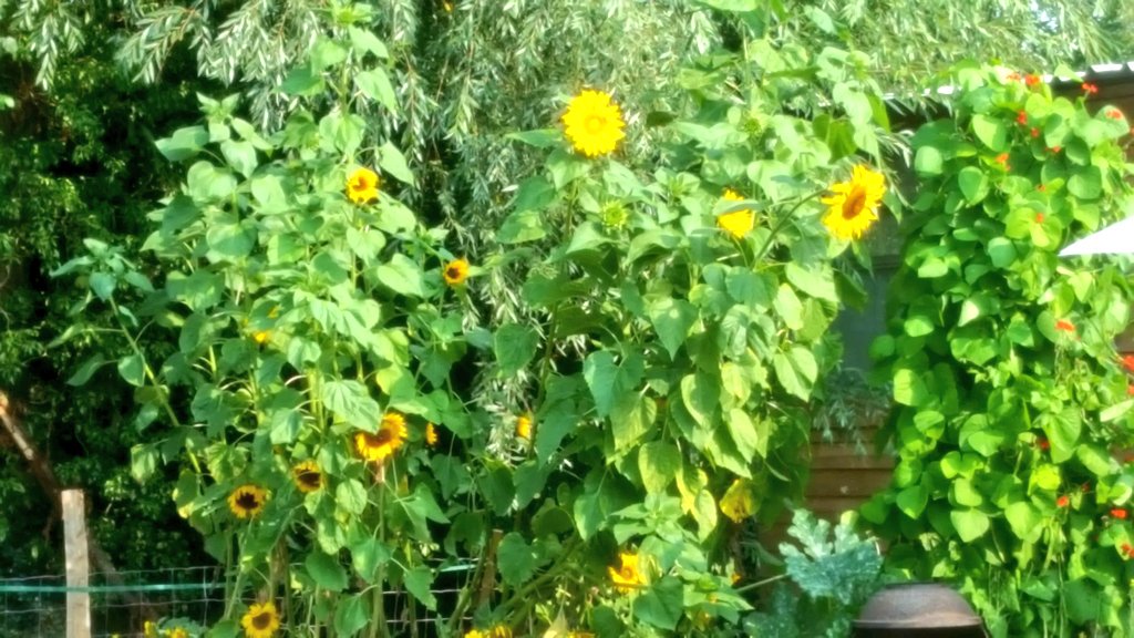 Big &amp; Small ... we have them all down at <a href="/battlecroftfarm/">Battle Croft Farm</a> . We are very adamant that wildlife &amp; farming can be as one &amp; our little farm a safe home for everything .Sunflowers all around the farm for the #pollinators