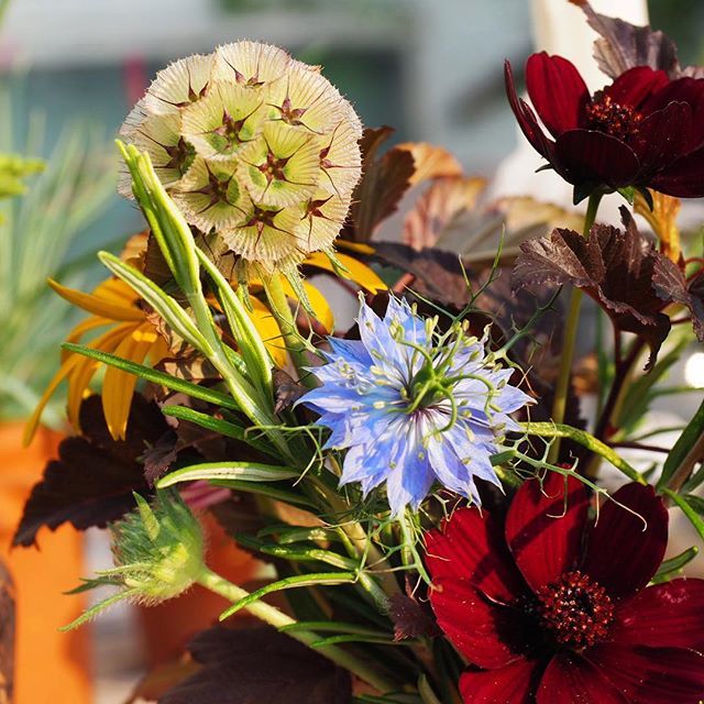 Huge excitement in my garden! My ping pongs have pinged! Have grown a lot of my flowers from seed this year...I got most of them from <a href="/higgledygarden/">Benjamin Ranyard</a> fantastic quality and very generous and lovely personal service. The scabious stellata “ping pong” is my… ift.tt/2vdXHiH