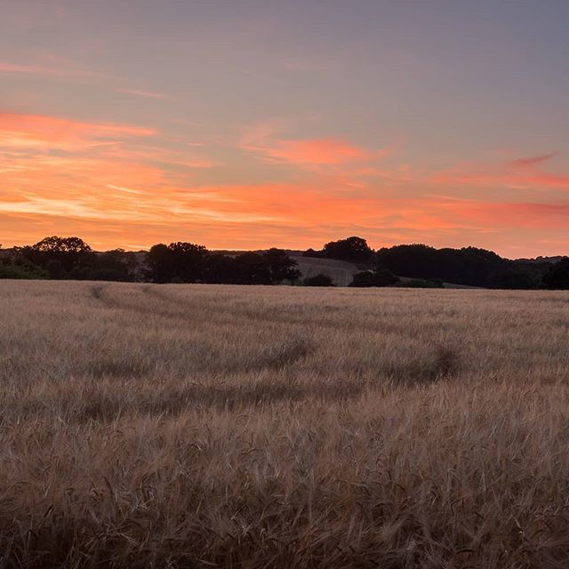 Tracks through a wheat field ripe for harvesting: last night's gorgeous sunset.
#loveforhampshire #sunsetlovers #southerncollective ift.tt/2JWuw98
