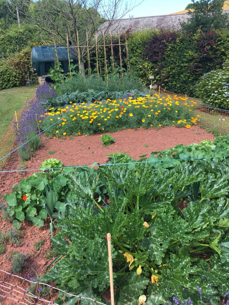 Vegetable garden with cutting flowers for the house 💐 Still lots of cabbage white butterflies 🦋 about, but they are pretty flying around so can’t complain. #vegpatch #cuttingflowers #butterfly #cabbagewhitebutterfly #woodadventfarm #westsomerset #exmoornationalpark #farmlife