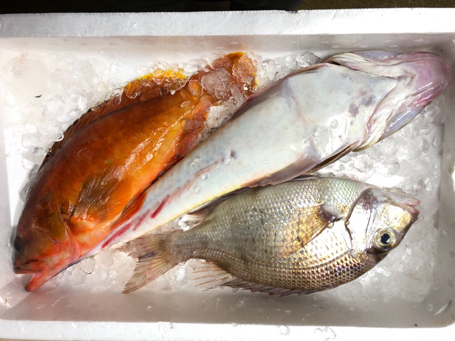 ট ইট র 博多の魚屋さん おぎはら鮮魚店 T Co 6wlurgnqqe 旬魚のアカハタとマゴチとタマメダイが埼玉県へ飛び発ちました 白身魚の食べ比べ楽しんでくださいませ アカハタ マゴチ タマメダイ 釣り物 玄界灘 旬 夏 博多の魚屋さん お