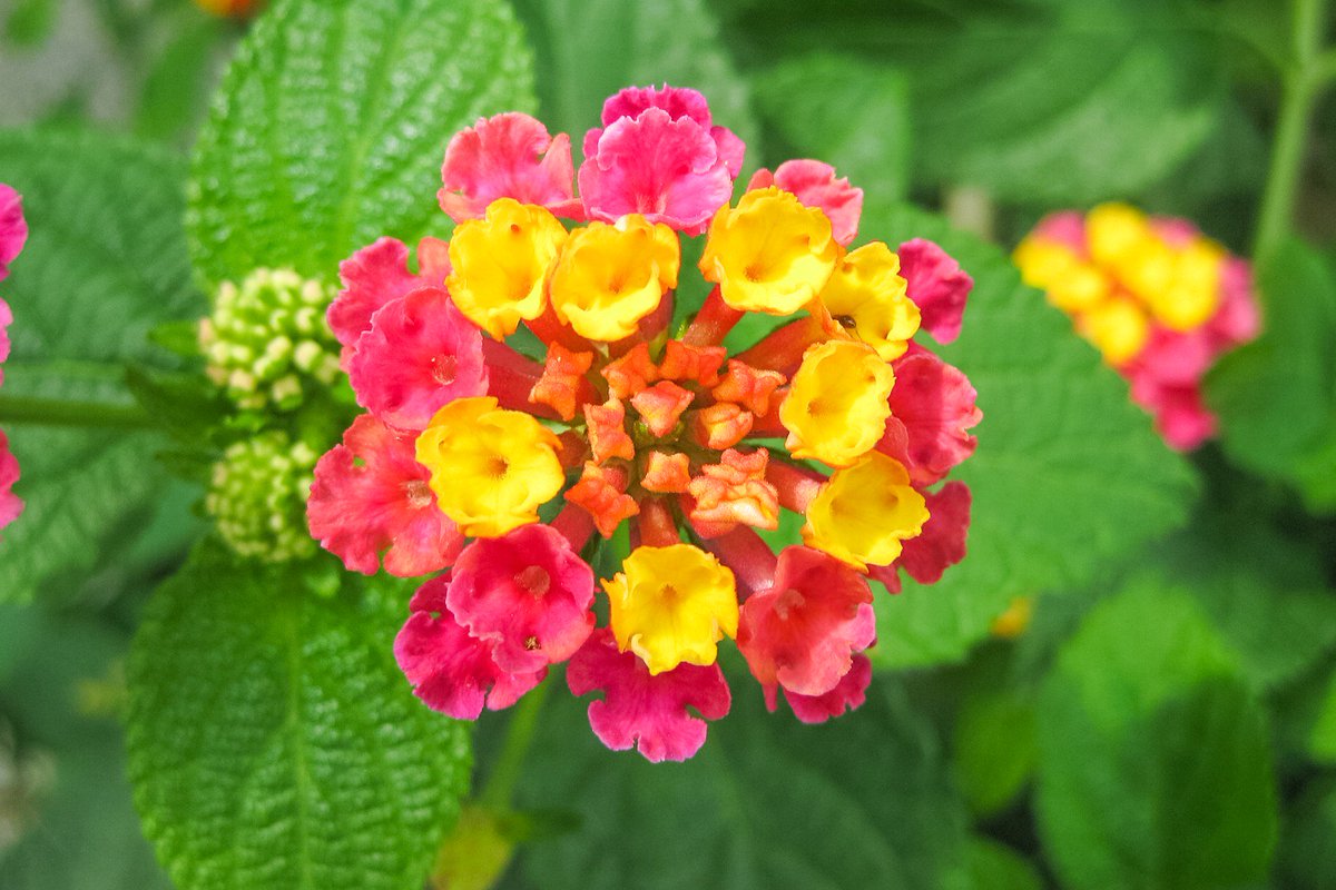 トコハナロジー على تويتر ランタナ 華麗な打ち上げ花火に似た花姿 ラブリーな色合いの小花がキュートです 花言葉 協力 合意 心変わり