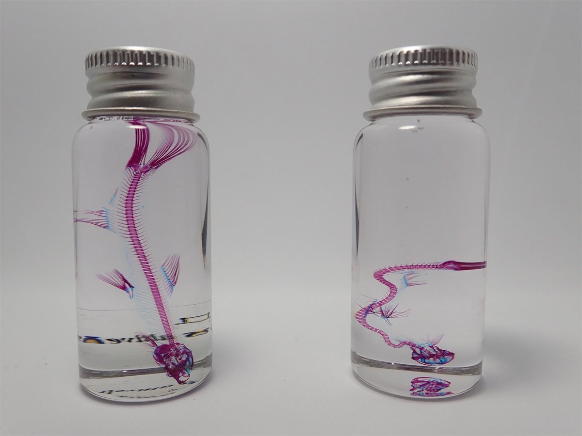 AandZ_net's tweet photo. 非常に暑い日が続いております。皆様体にはお気をつけください。
透明骨格標本も、中身は本物の生物なので、熱には弱いです。写真は両方共アユの標本なのですが、右側は70度ほどの熱にさらされてしまったものです。
透明骨格標本は直射日光を避けて室内で保管ください。

＃透明骨格標本
＃透明標本 https://t.co/EADVFmqHvX