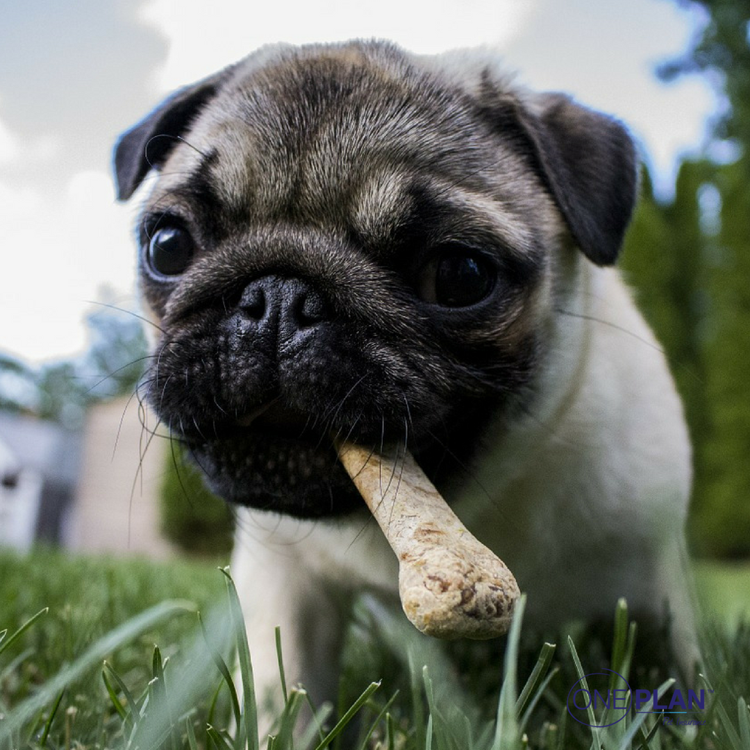 OnePlanPet's tweet photo. Your daily dose of cuteness ...
.
.
#cats #instadaily #cutepetdaily #dogsofinstagram #doglovers #dogs #oneplanpetinsurance #petinsurance #best #instagood #youarewelcome #sorrynotsorry #petstagram #cuddle #petsofinstagram #meow https://t.co/mYE00kYFzy