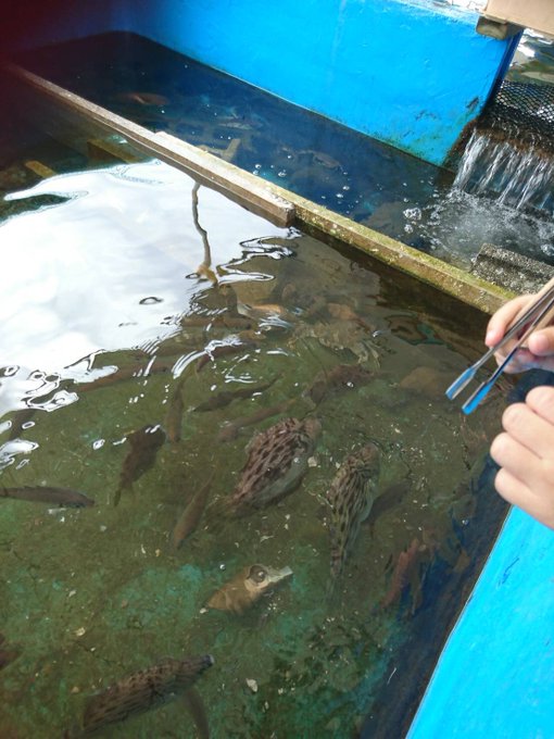 餌やりのtwitterイラスト検索結果