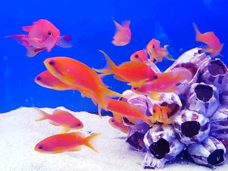 AM_Aquatics's tweet photo. Looking fresh this morning. #water #aquariumcase #tropical #fishtank #ocean #saltwater #photooftheday #aquariumfish #aquariumofthepacific #reeftank #fish #instafish #coral #aquarium #aquariumofthebay #aquariumlife #aquariumfun… https://t.co/x5YvERsZHO https://t.co/5pjYuCKZYd