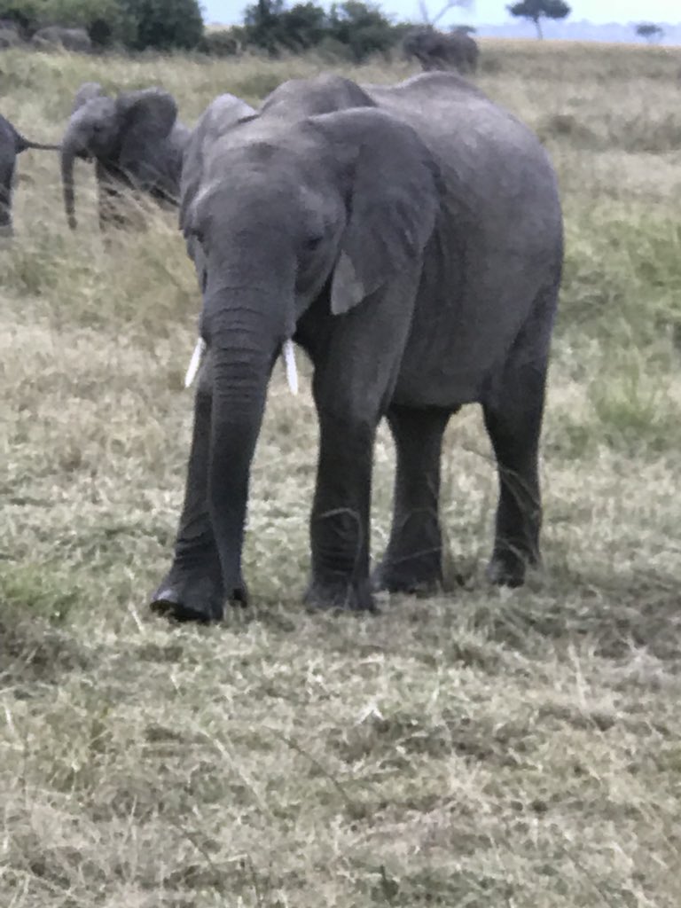 It is another beautiful day here <a href="/andbeyondtravel/">andBeyond</a> @BateleurCamp &amp; the staff are definitely best in class! #ABlondeWorldAfterAll #Travel #Safari #ProtectOurWildlife #LushGreens #Gardening #Cooking