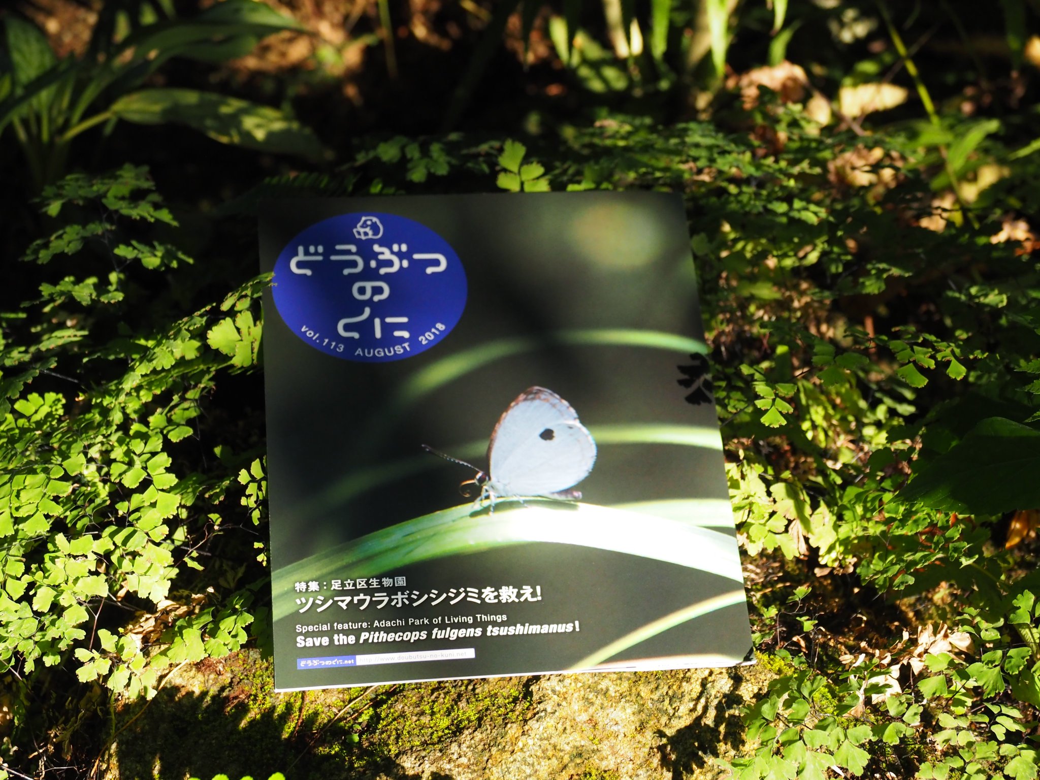 足立区生物園 日本全国の動物園館の魅力を伝える無料情報誌 どうぶつのくに 最新号は 足立区生物園 特集 当園が取り組んでいる ツシマウラボシシジミ という希少なチョウの保全活動にスポットを当てて紹介していただきました 数に限りがご 足立区生物園 日本全国の動物園館の魅力を伝える無料情報誌 どうぶつのくに 最新号は 足立区生物園 特集 当園が取り組んでいる ツシマウラボシシジミ という希少なチョウの保全活動にスポットを当てて紹介していただきました 数に限りがご