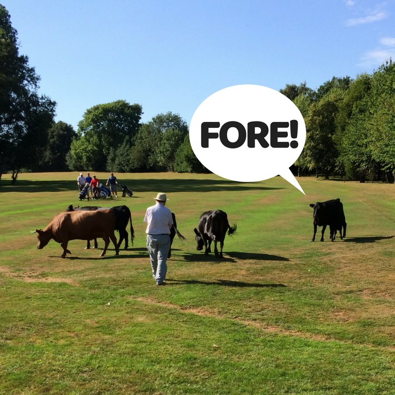 Even the cows have heard what a fantastic job our Greens staff are doing at #ScarcroftGC! Although we fear they need to work on their golfing etiquette a little more #fore #cowsonthecourse #mooovingon #notwhatyouseeeveryday #golfing #golfcourse #scarcroft #leeds #wetherby