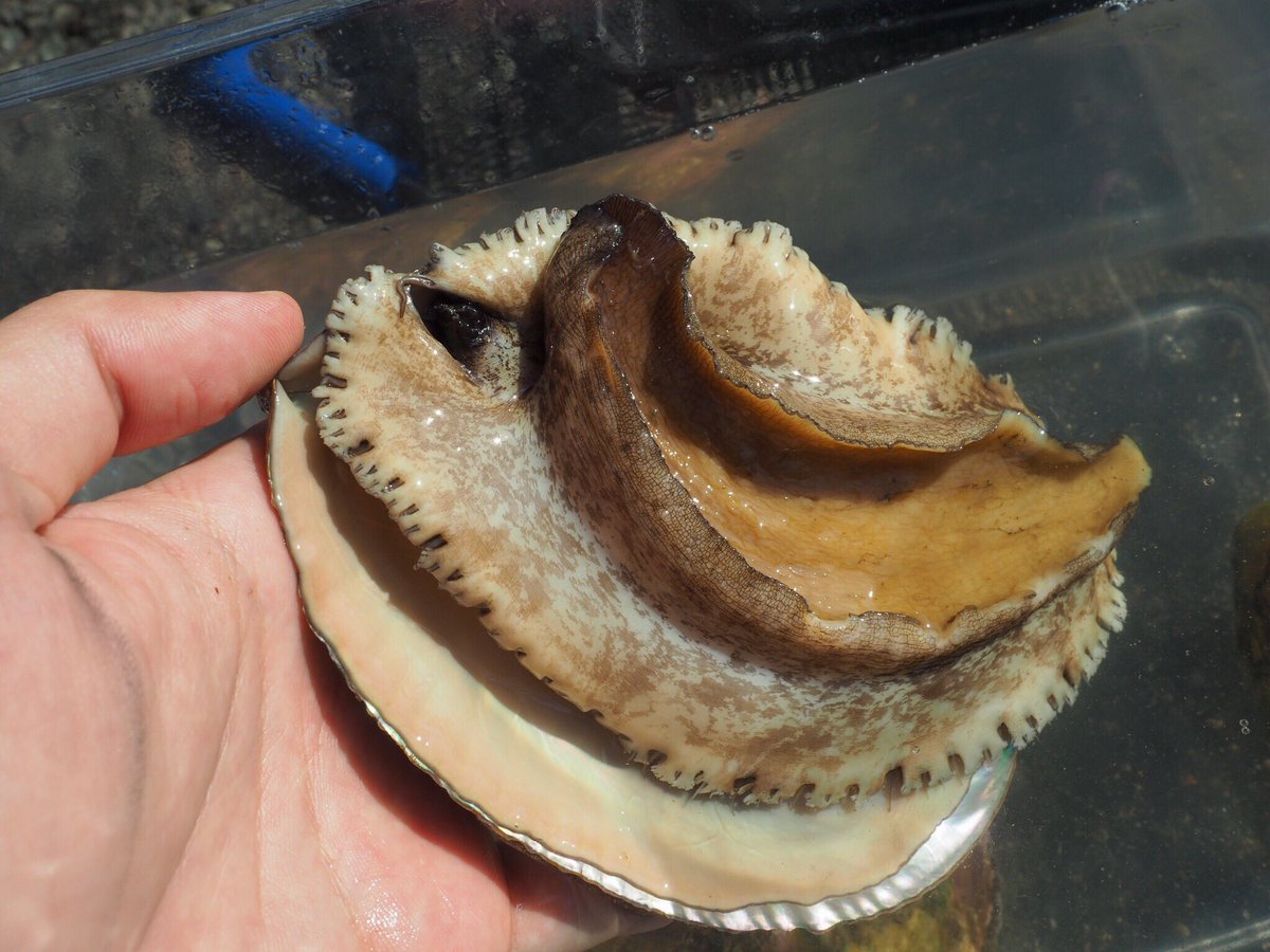 長嶋祐成 三重の海女漁といえばアワビ ですが 僕は実物に馴染みがなかったので 海の博物館さまの展示では描きませんでした では と連れて行っていただいた朝市にて 思いのほか活発で 立ち上がると普通の 巻貝の 顔 があってびっくり すっかり可愛く 長嶋祐成 三重の海女漁といえばアワビ ですが 僕は実物に馴染みがなかったので 海の博物館さまの展示では描きませんでした では と連れて行っていただいた朝市にて 思いのほか活発で 立ち上がると普通の 巻貝の 顔 があってびっくり すっかり可愛く