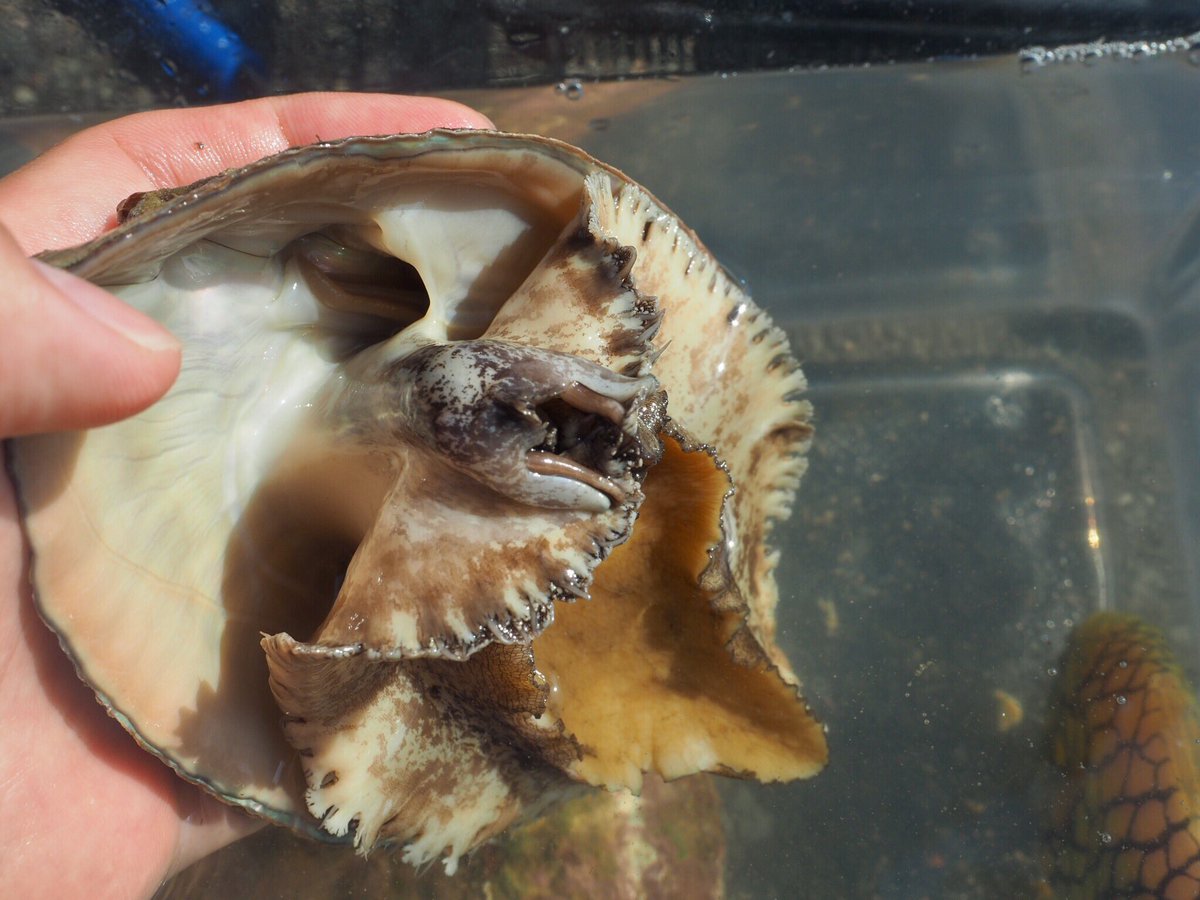 長嶋祐成 三重の海女漁といえばアワビ ですが 僕は実物に馴染みがなかったので 海の博物館さまの展示では描きませんでした では と連れて行っていただいた朝市にて 思いのほか活発で 立ち上がると普通の 巻貝の 顔 があってびっくり すっかり可愛く