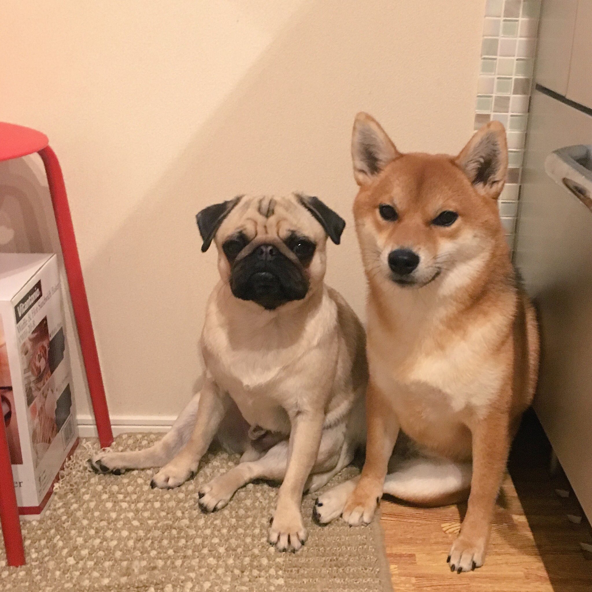 きたむら ごはん待ち中 柴犬ですが パグ座りを完璧にマスターしています T Co Odbvr2rtqt Twitter きたむら ごはん待ち中 柴犬ですが パグ座りを完璧にマスターしています T Co Odbvr2rtqt Twitter