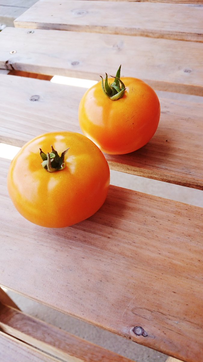 瀬戸祐介 セトマト収穫 とてつもなくピチピチなのが出来ました セトマトイエローも素晴らしい 間引きしない 犠牲ゼロの平和主義により トマトがまだまだぶどうのように実ってます 笑 そして メロンボーイも膨らんできた 長ーいつるの中に１個