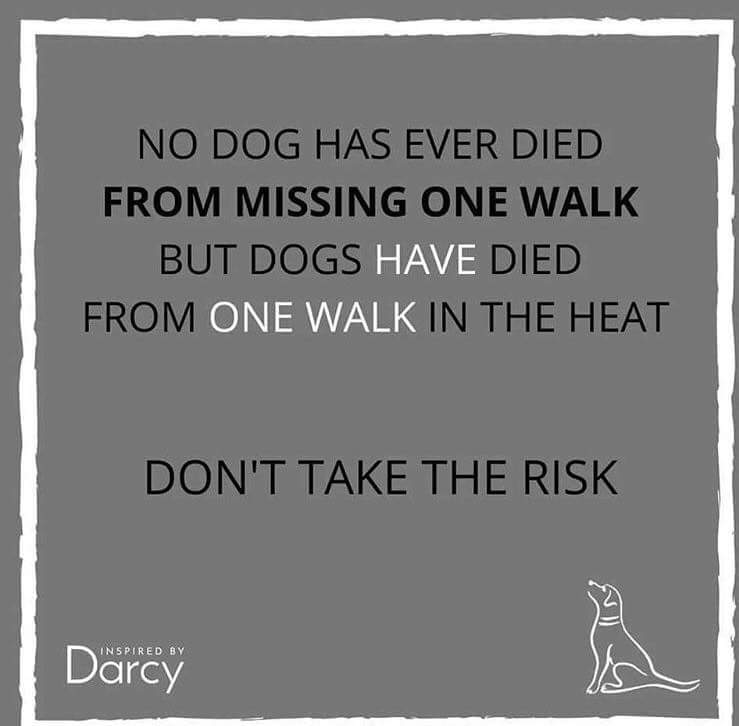 oscardawestie's tweet image. #HeatwaveUK #Dog